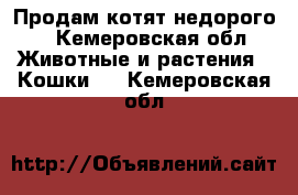 Продам котят недорого  - Кемеровская обл. Животные и растения » Кошки   . Кемеровская обл.